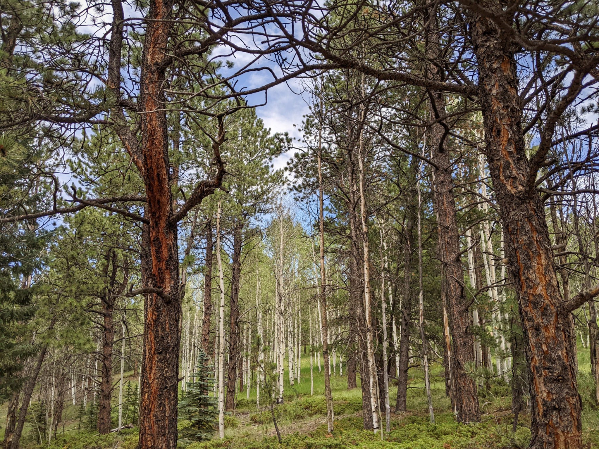 AW 7 pine trees at dawn